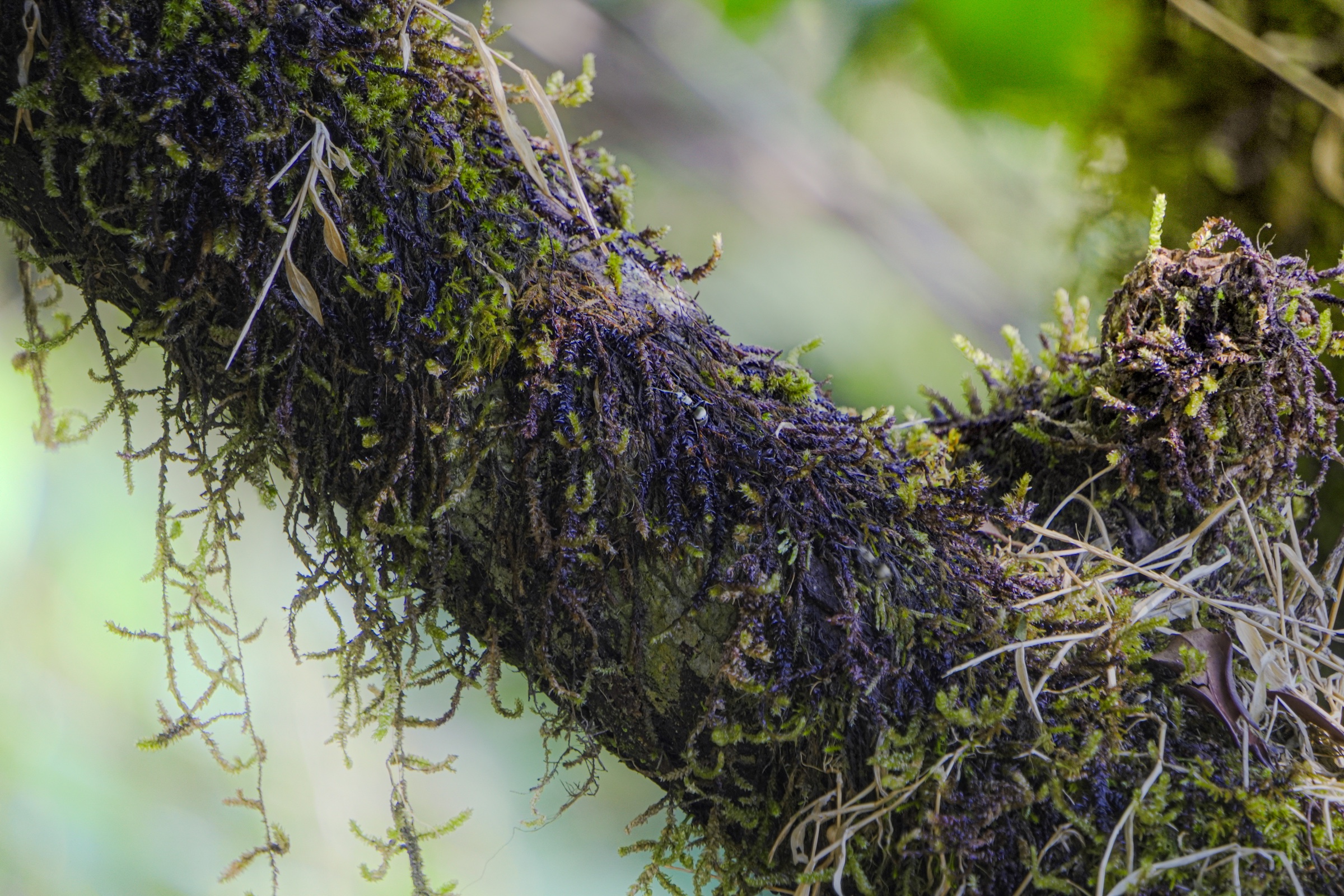 Moss on branch